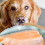 Can Dogs Eat Smoked Salmon