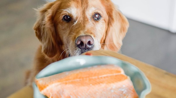 Can Dogs Eat Smoked Salmon