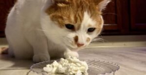 Can Cats Eat Whipped Cream