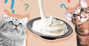 Can Cats Eat Whipped Cream