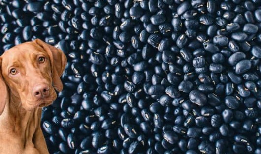 Can Dogs Have Black Beans