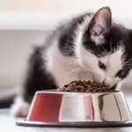 Can Kittens Eat Adult Cat Food