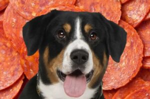 Can Dogs Eat Pepperoni