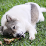 Can Dogs Eat Turkey Bones