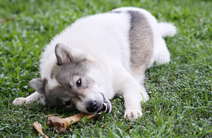 Can Dogs Eat Turkey Bones